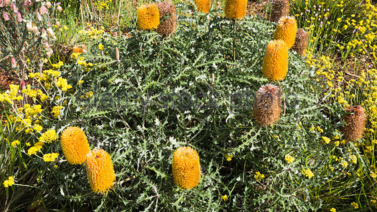 Australian Native Nurseries Perth Garden Festival Dateaugust 10 2017
